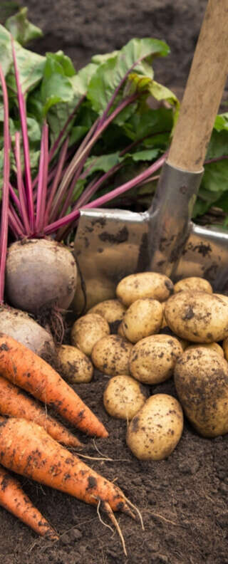 pflanze gemueseerde banner c